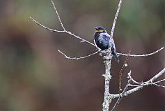 Silvery Tanager